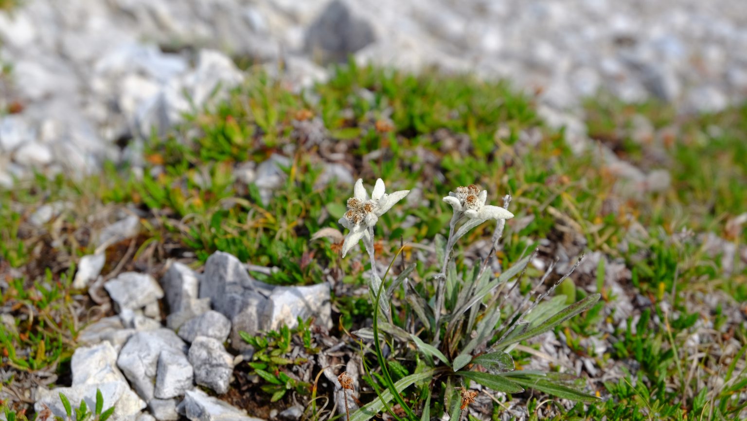 Mehr Impressionen, weniger Emissionen – Geologische Wanderexkursion vom